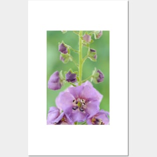 Verbascum  &amp;#39;Sugar Plum&amp;#39;  Mullein Posters and Art